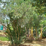 Casa a venda no Condomínio Reserva de Santa Isabel - Louveira SP.