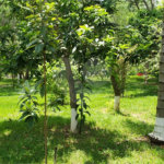Sitio para venda.