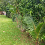 Chácara no Aracê de Santo Antônio, ótima oportunidade de negócio