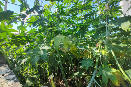 Terreno em Atibaia com 175 metros, projeto aprovado, pronto para construir