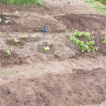 Sitio para venda.