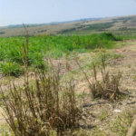 Excelente Sítio à Venda em Monte Mor – SP