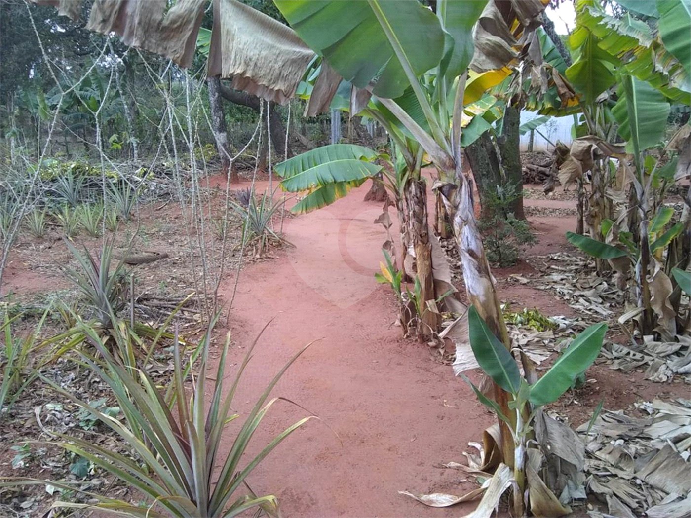 Chácara em Araraquara/SP.