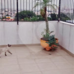 Cobertura no bairro do Jaçanã