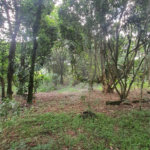 Chácara - São Carlos