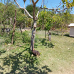 Chácara à venda com 4 quartos em Área Rural de Louveira, Louveira, SP