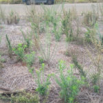 Lote no Jardim do Bosque, aceita financiamento ou aquisição de terreno e construção .