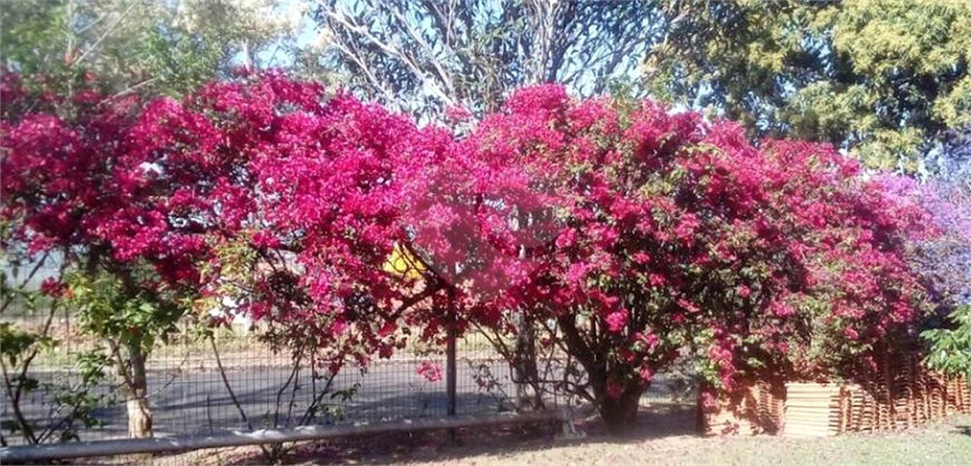 Fazenda à venda com 11 quartos no Centro, Analândia, SP