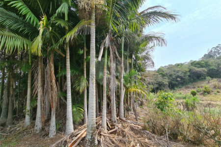 Ribeirão Grande - Bairro ferreira dos Matos - Sítio de 30.000 metros - R$ 600.000,00