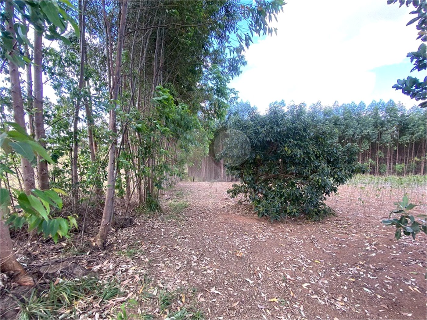 Excelente sitio para venda.