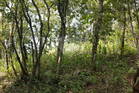 Tapiraí Sp - Sítio Santa Clara - Area de 12,1 ha - composto por casa principal, galpões poço artesiano, ótima área para plantios. Fica localizado a aproximadam. 1 quilômetro da prefeitura. Area preservação permanente- 4,6 ha - Area aproveitável - 4,6 ha - area utilizada rural - 2,5 ha -R$ 750.000,00