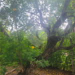 Chácara no Condomínio Vale das Laranjeiras em Indaiatuba SP - Venda - R$ 3,600.000,00 - Locaçao - R$ 30.000,00 mais encargos - Linda, espaçosa, aconchegante, acabamento de alto padrão em rua tranquila e arborizada, em um dos Condomínios mais valorizados de Indaiatuba. Com fácil acesso as principa