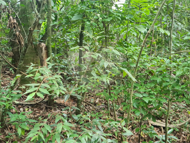 Terreno à venda em Caraguatá, Mairiporã, SP