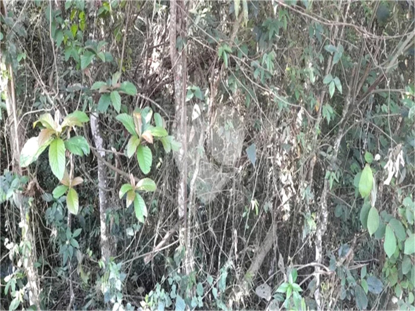 Terreno à venda em Roseira, Mairiporã, SP