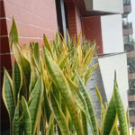 Apartamento à venda com 3 quartos, sendo 1 suíte,  em Vila Andrade, São Paulo, SP
