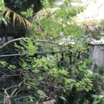 Sobrado à venda com 4 quartos, sendo 2 suítes,  em Vila Mariana, São Paulo, SP