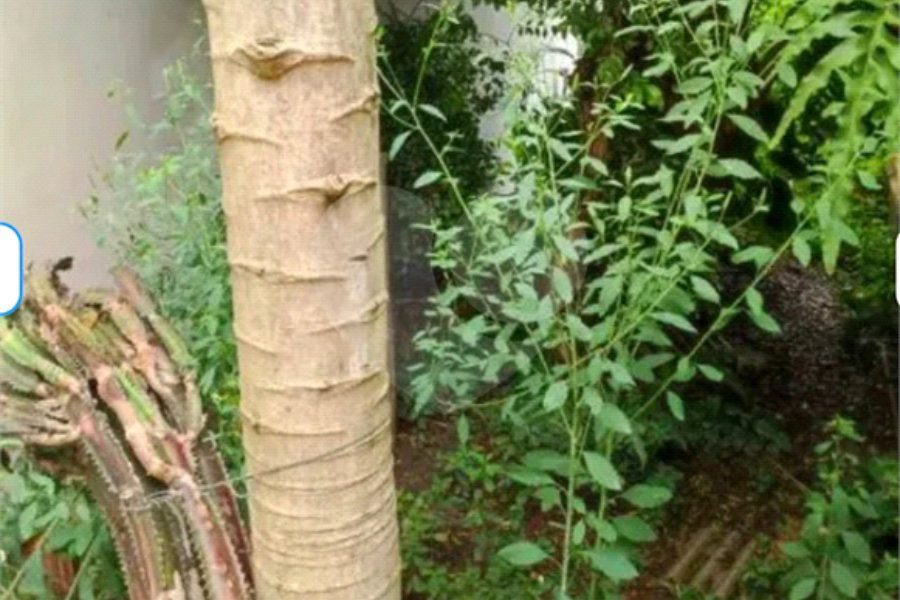Terreno à venda com 3 quartos em Tucuruvi, São Paulo, SP