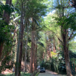Terreno à venda no condomínio Chácara Flora, São Paulo - SP
