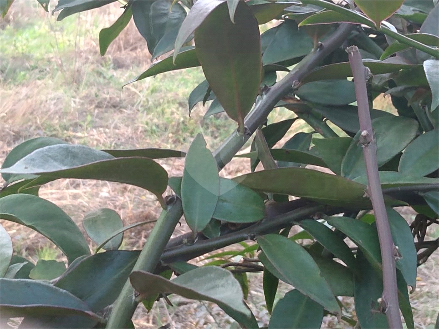 Terreno à venda em Jardim São João (zona Norte), São Paulo, SP