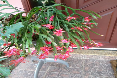 Chácara à venda com 4 suítes em Vale das Laranjeiras, Indaiatuba, SP