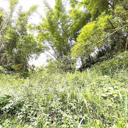 Terreno Residencial à venda, Morro de Nova Cintra, Santos - TE0034.