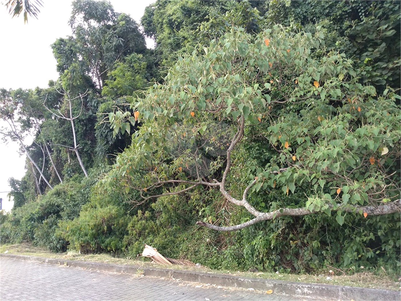 Terreno à venda em Vila Junqueira, Atibaia, SP