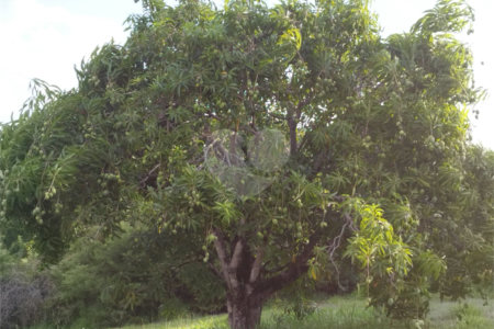 Terreno à venda no condomínio Haras São Luiz, Salto - SP