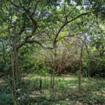 Terreno à venda em Jardim Patriarca, Ribeirão Preto, SP