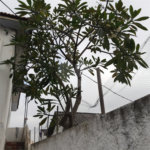 Terreno à venda em Santana, São Paulo, SP