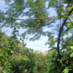 Terreno à venda em Jardim Patriarca, Ribeirão Preto, SP