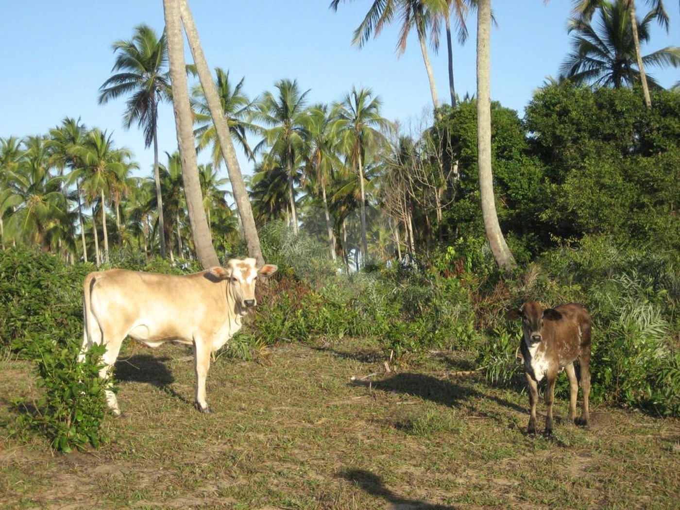 Área de Terra à venda em Mogiquiçaba, Belmonte, BA