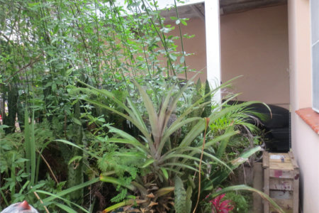 Casa Térrea à venda com 4 quartos em Vila da Saúde, São Paulo, SP