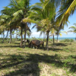 Área de Terra à venda em Mogiquiçaba, Belmonte, BA