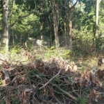 Terreno à venda em Vila Rosa, Itapetininga, SP