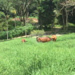 Sítio à venda com 3 suítes em Jardim Guaçu, São Roque, SP