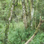 Terreno à venda em Serra da Cantareira, Mairiporã, SP