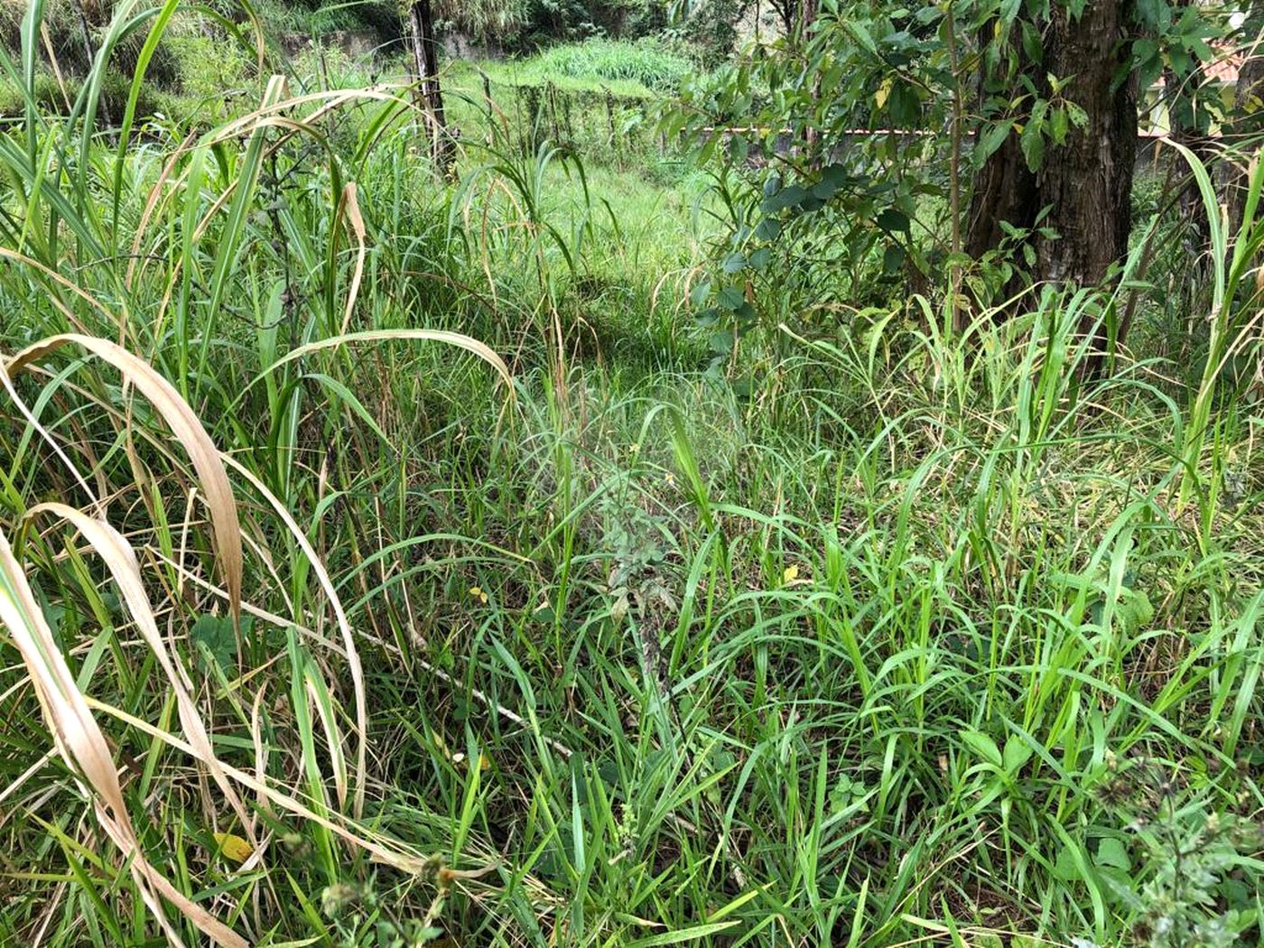 Terreno à venda em Serra da Cantareira, Mairiporã, SP