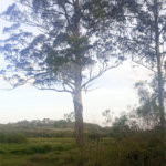 Terreno à venda em Jardim Camargo (canguera), São Roque, SP