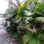 Sobrado à venda com 5 quartos, sendo 1 suíte,  em Planalto Paulista, São Paulo, SP