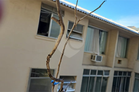 Apartamento à venda ou para alugar com 2 quartos em Rio Comprido, Rio de Janeiro, RJ