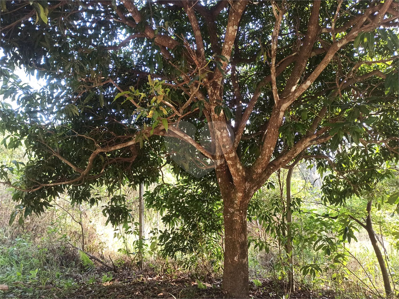 Terreno à venda em Bosque dos Eucalíptos, Atibaia, SP