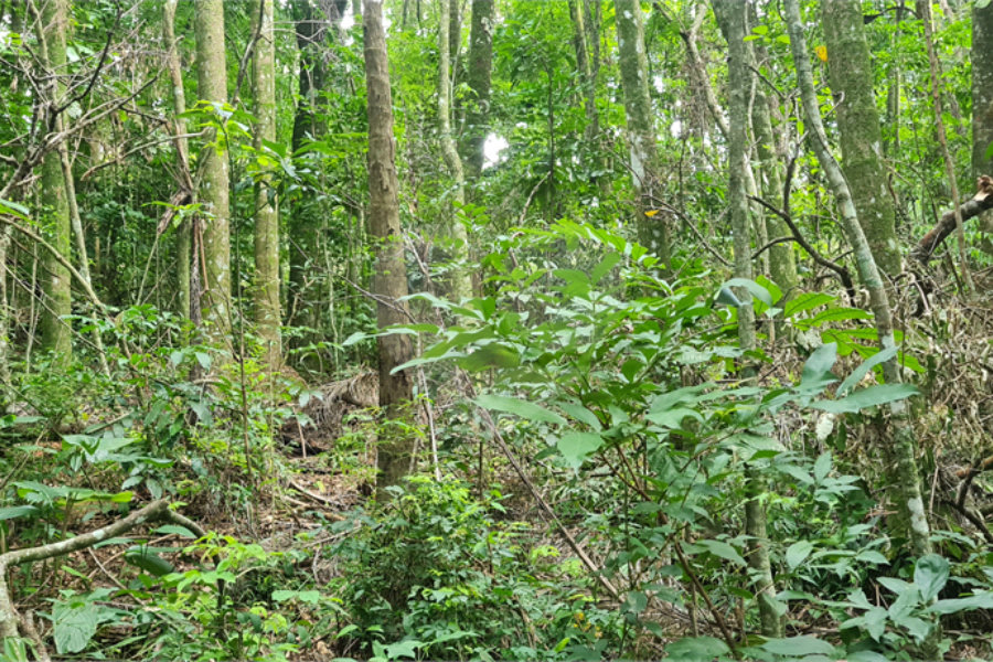 Terreno à venda em Caraguatá, Mairiporã, SP