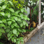 Terreno à venda em Vila Medeiros, São Paulo, SP