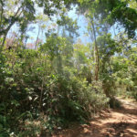 Terreno à venda em Serra da Cantareira, Mairiporã, SP