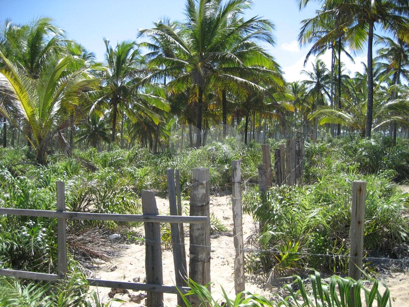 Área de Terra à venda em Mogiquiçaba, Belmonte, BA