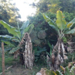 Terreno à venda em Taboão, São Roque, SP