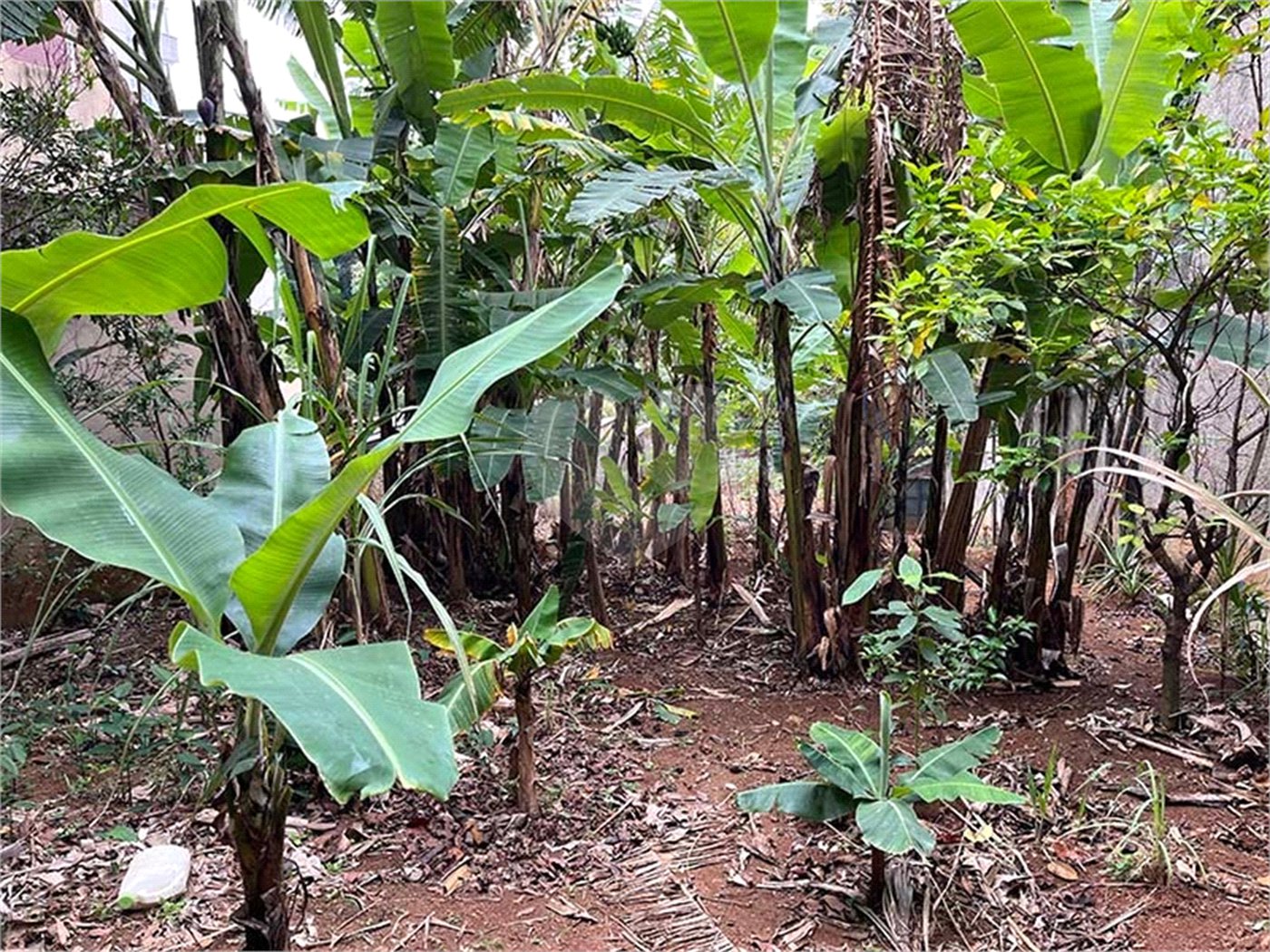 Terreno à venda em Santana, São Paulo, SP