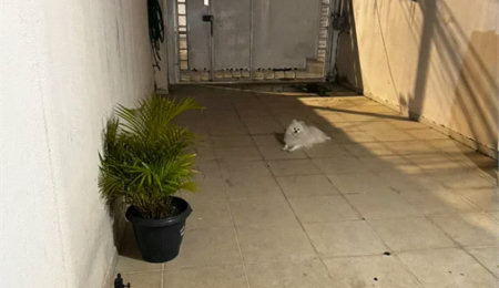 Sobrado à venda com 3 quartos, sendo 1 suíte, em Parque Ipê, São Paulo, SP