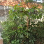 Terreno à venda em Jaçanã, São Paulo, SP