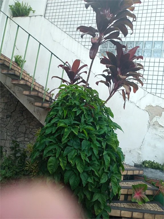 Casa à venda com 3 quartos em Vila Romana, São Paulo, SP